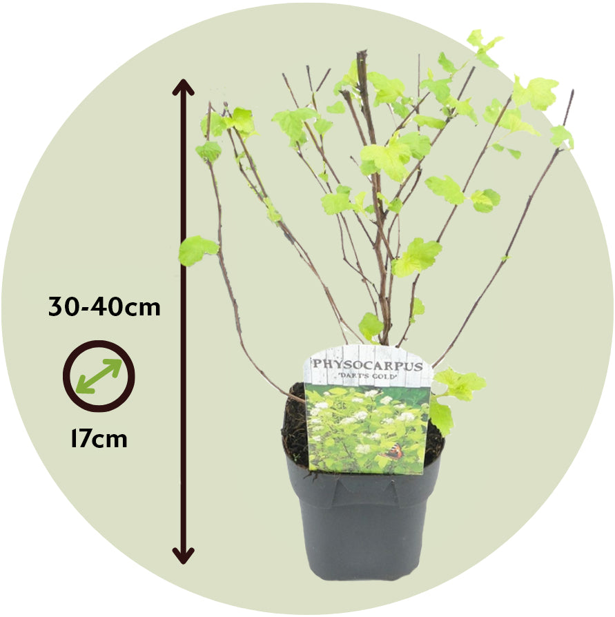Ninebark - 4 Pzs - Physocarpus Opulifolius 'dart's Gold' - A30-40cm - ⌀17cm_2