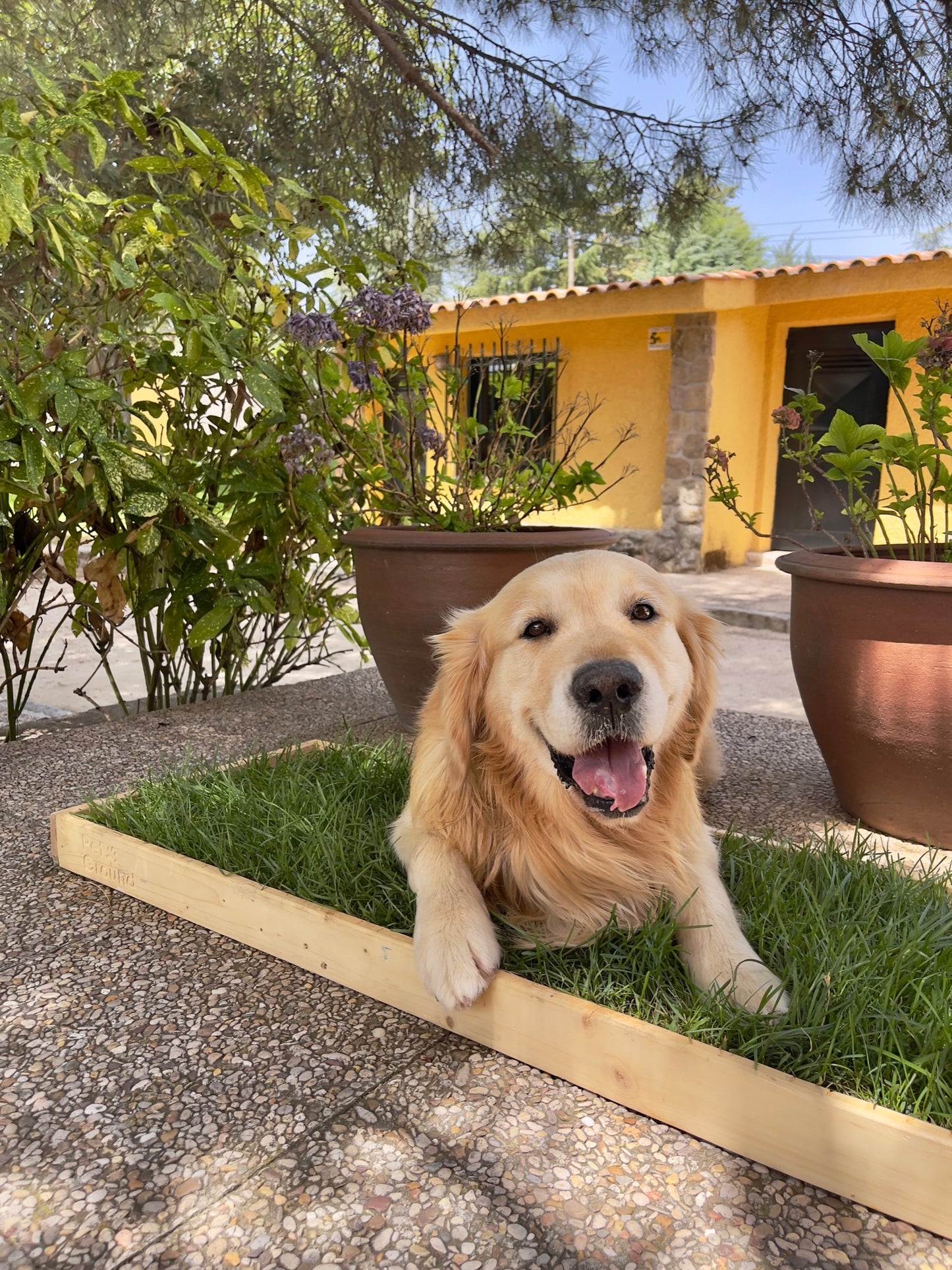 Petground, Cama Para Perros, Caja De Madera, Accesorio, Mueble, Xl_3