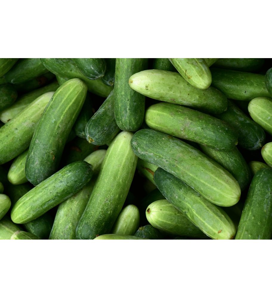 Plantón Pepino Granada F1 (10 Unidades)_0