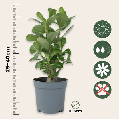 Rosa Del Desierto - Adenium Obesum - Altura 25-40cm - ⌀105cm_2