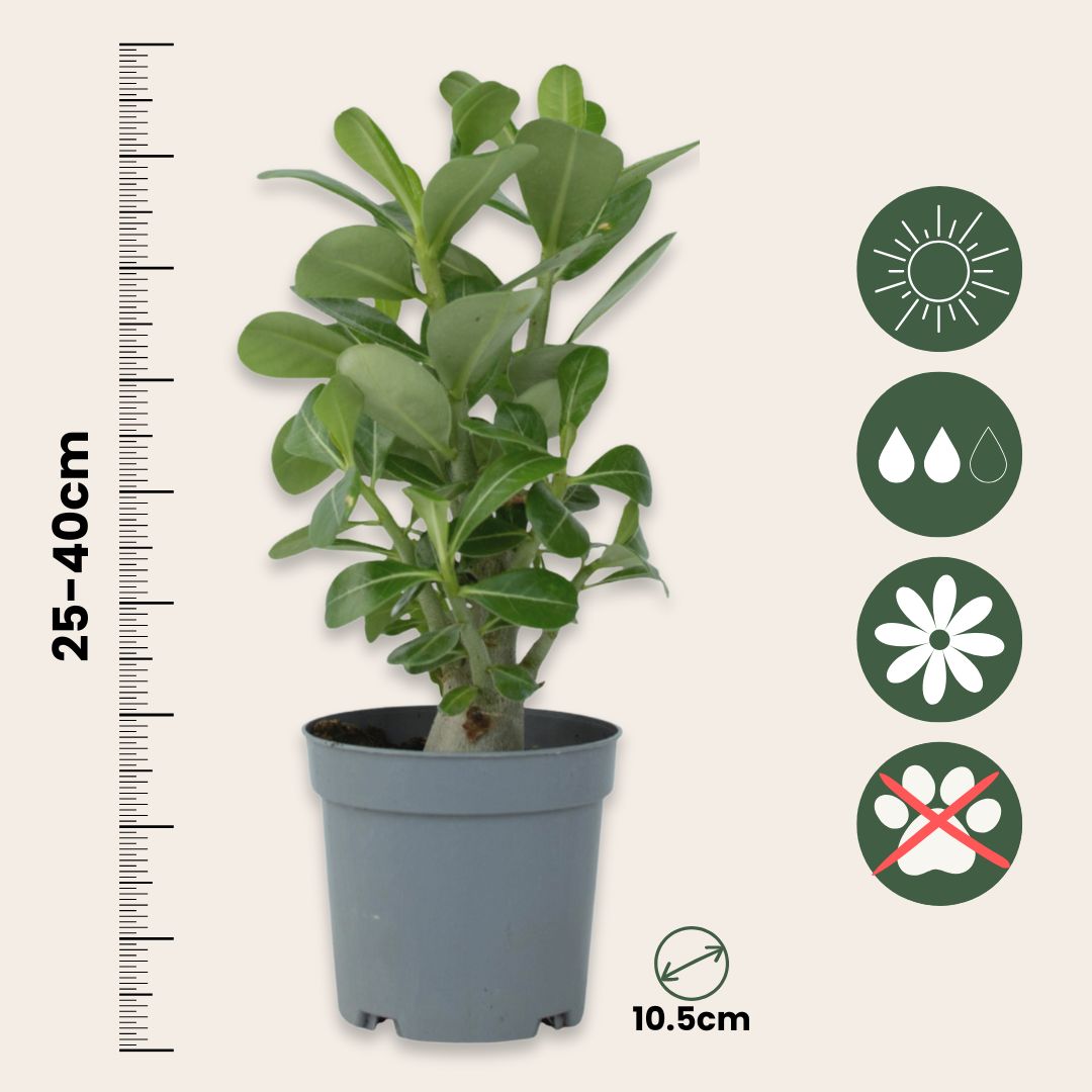 Rosa Del Desierto - 2 Pzs - Adenium Obesum - Altura 25-40cm - ⌀105cm_2