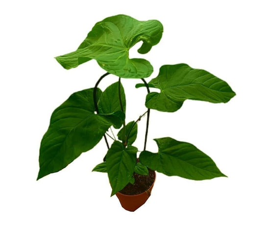 Anthurium Balaoanum M12_0