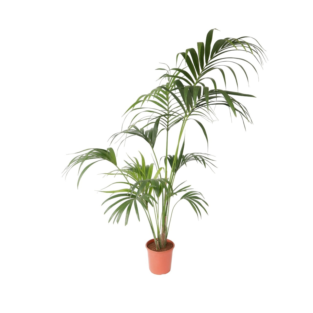 Palma Kentia - Howea Forsteriana - Altura 150-170cm - ⌀24cm_0