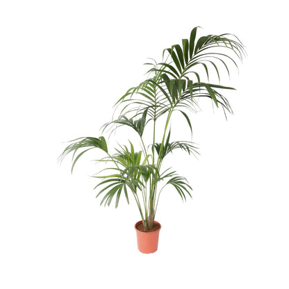 Palma Kentia - Howea Forsteriana - Altura 150-170cm - ⌀24cm_0