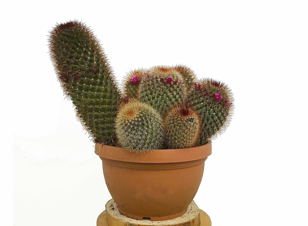Mammillaria Spinosissima T20 35cm_0