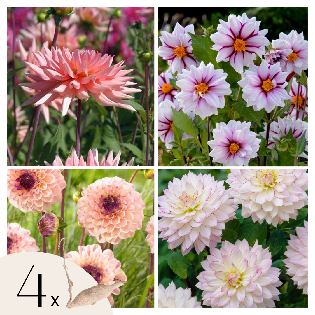 Tubérculos De Dalia - 4 Pzs - Dahlia 'salmon Love' - Rosa_0