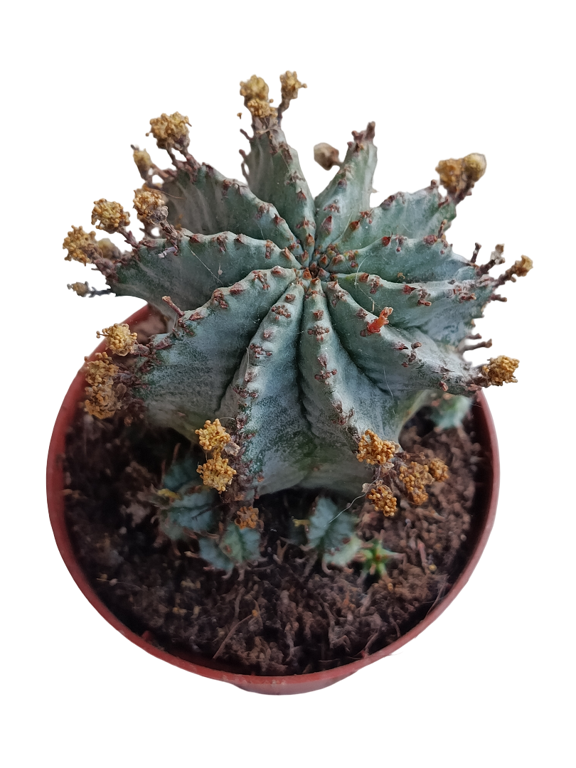 Euphorbia Horrida Alba Planta Suculenta Ø8_0