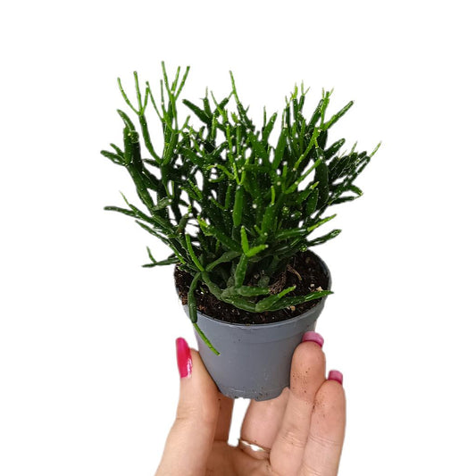 Rhipsalis Baccifera M6_0