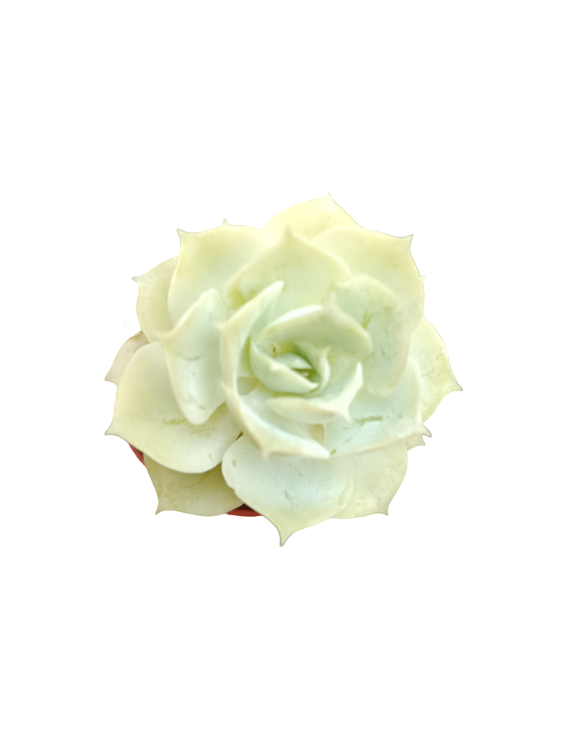 Planta Suculenta  ☼ Surtida Aleatoria Pequeña Ø5 Venta Por Unidad_5