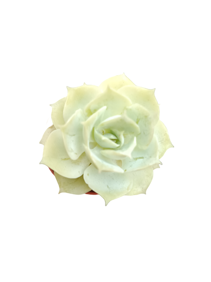 Planta Suculenta  ☼ Surtida Aleatoria Pequeña Ø5 Venta Por Unidad_5