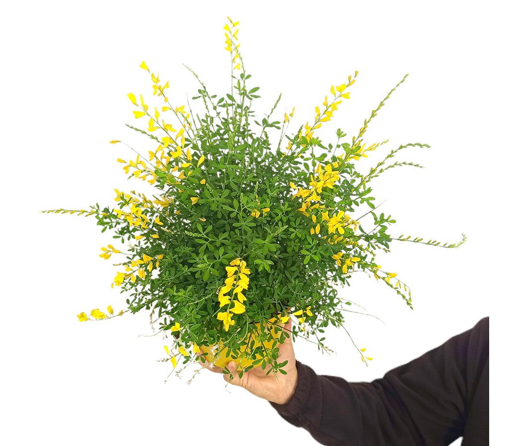Cytisus Racemosus M18 60cm_0