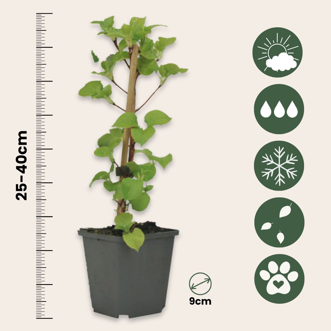 Hortensia Trepadora - 6 Pzs - Hydrangea Petiolaris - Altura 25-40cm - ⌀9cm_2