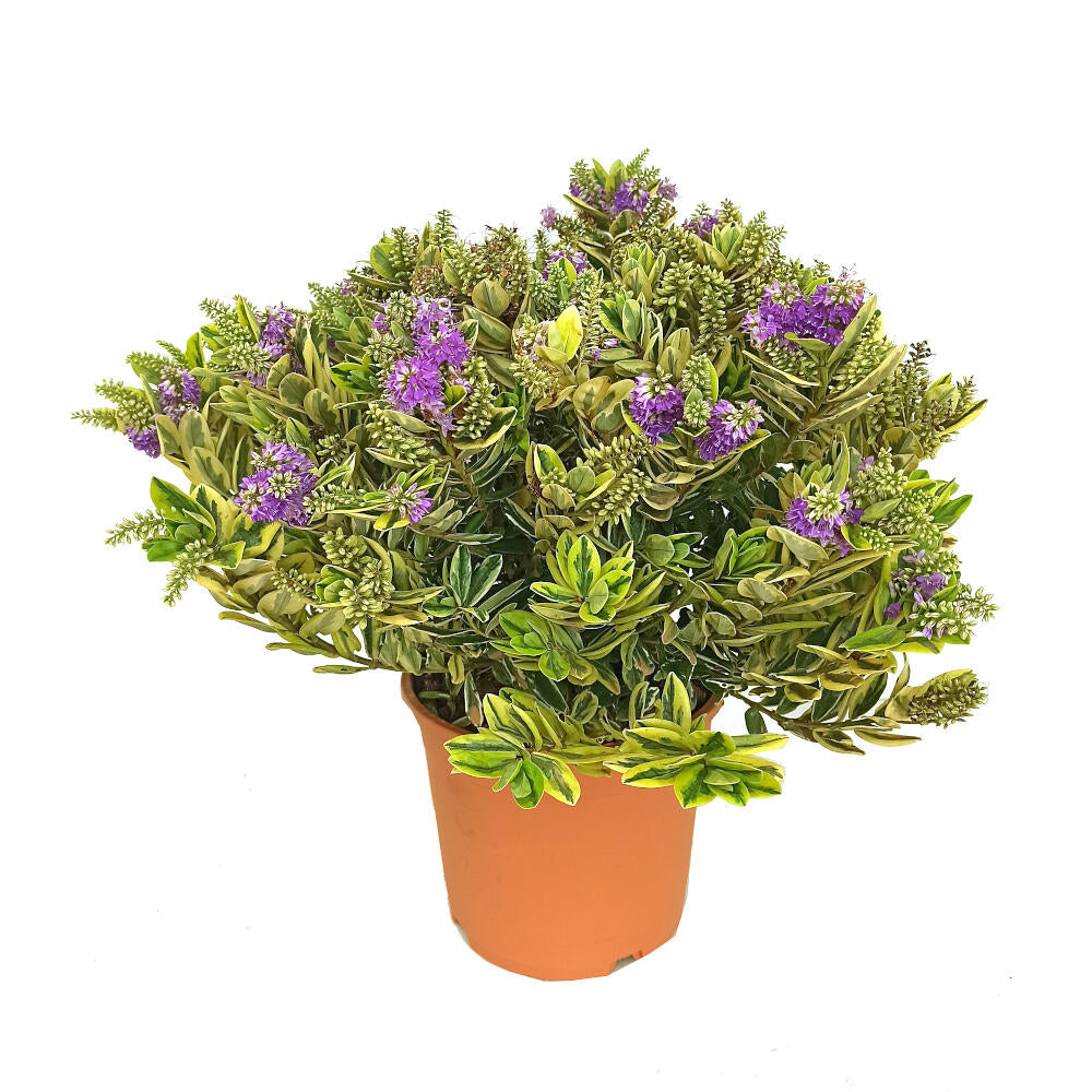 Hebe Variegata M22 30cm_0