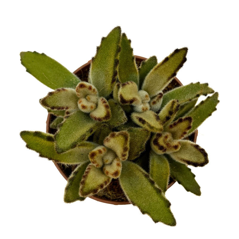 Kalanchoe Tomentosa 'chocolate-soldier' Cactus Y Suculentas M8,5 cm Ø_1
