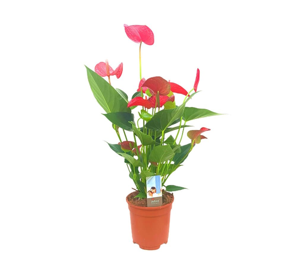 Anthurium Andreanum Red Bull M17 70cm_0