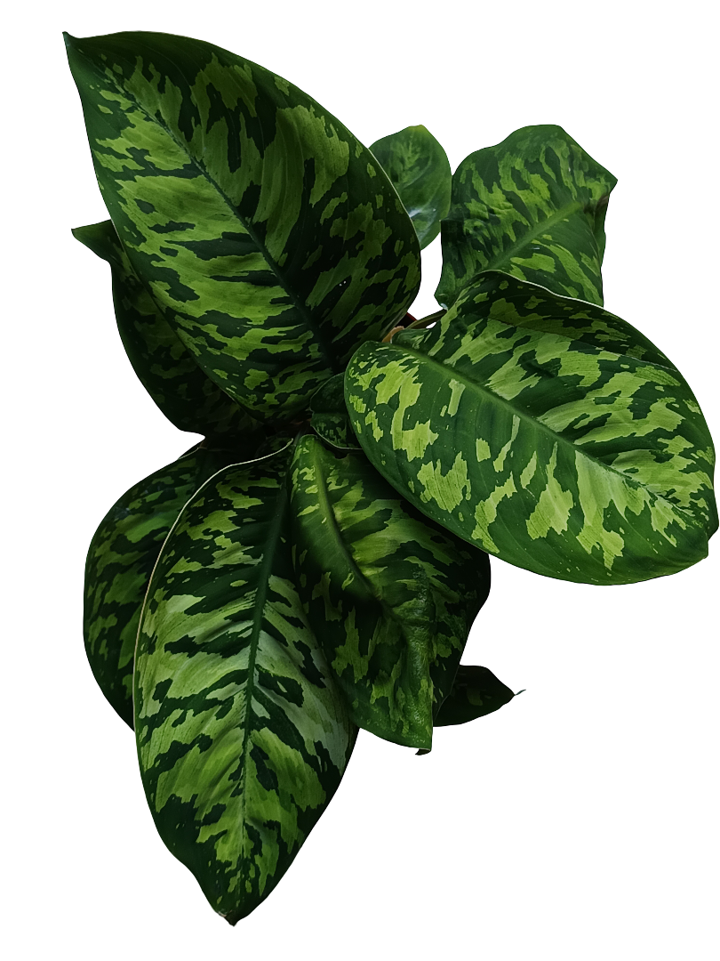 Homalomena Camuflaje Planta De Interior Ø12_0