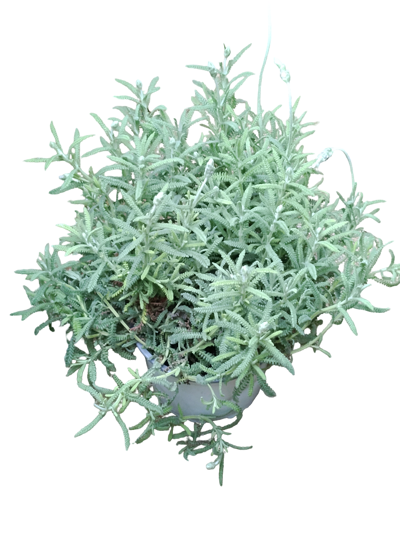 Lavanda Dentata Ø12 Planta Aromática Natural Arbusto De Exterior_0