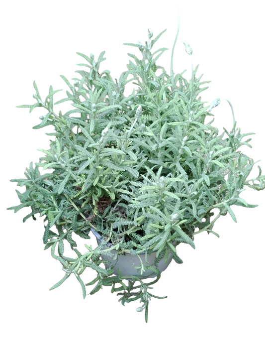 Lavanda Dentata Ø12 Planta Aromática Natural Arbusto De Exterior_0