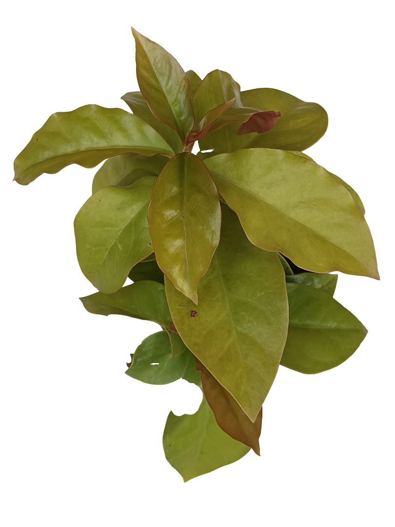 Pereskia Planta Suculenta Rara Ø8_0