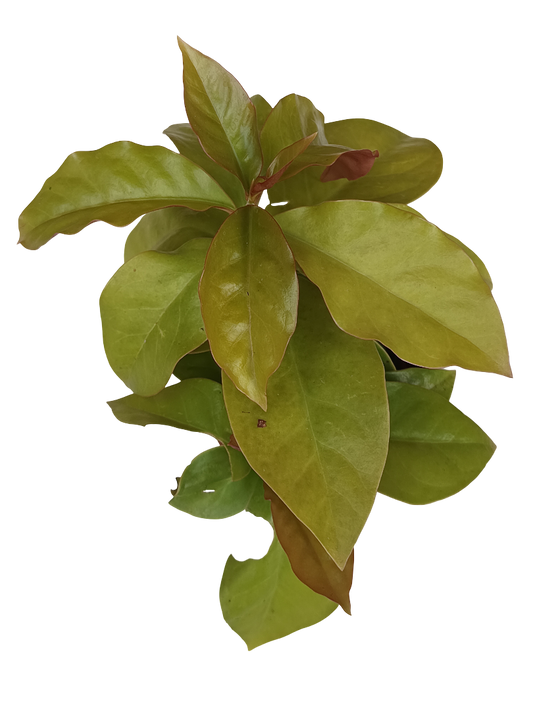 Pereskia Planta Suculenta Rara Ø8_0