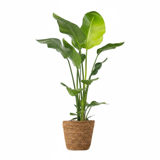 Flor Ave Del Paraíso Con Cesta - Strelitzia Nicolai 90-110 Cm ⌀21 Cm_0