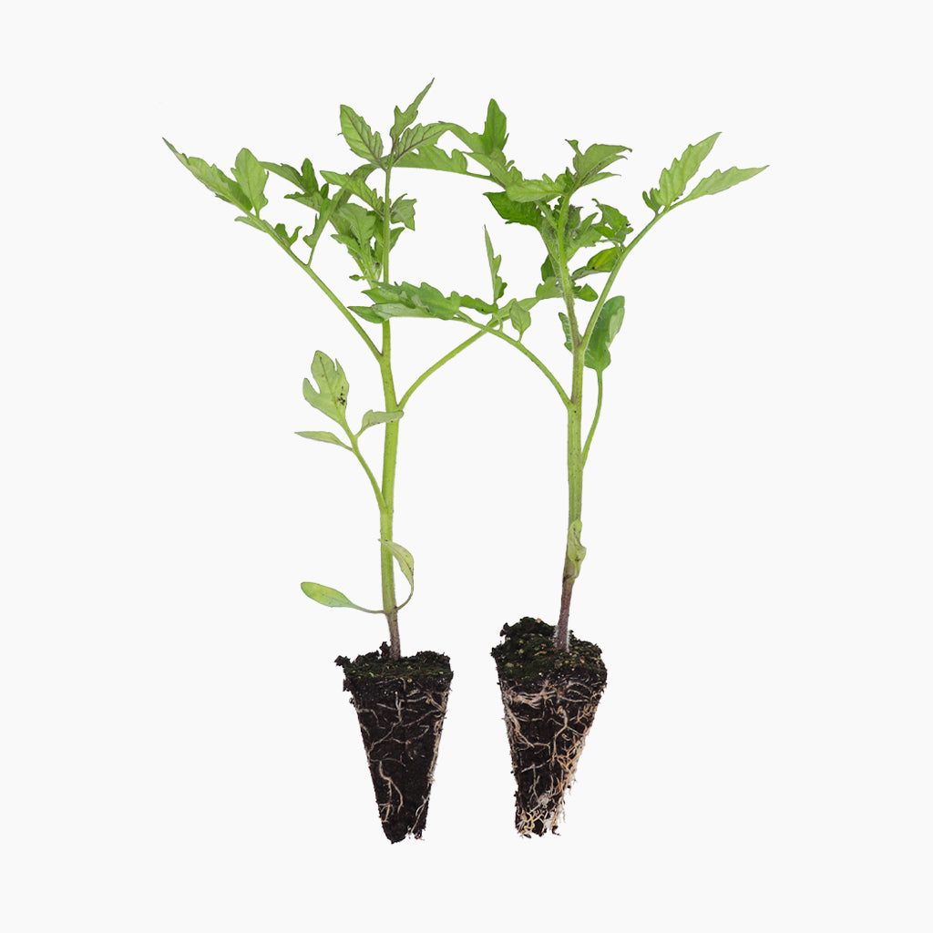 Plantón Tomate Raf 6 Unidades - Plantabo_0