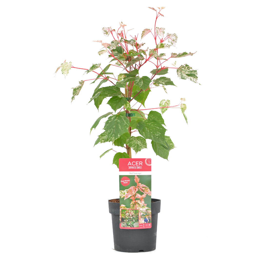 Arce Japonés - Acer Conspicuum 'red Flamingo' - Altura 50-60cm - ⌀19cm_0