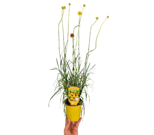 Craspedia Globosa M13 50cm_0