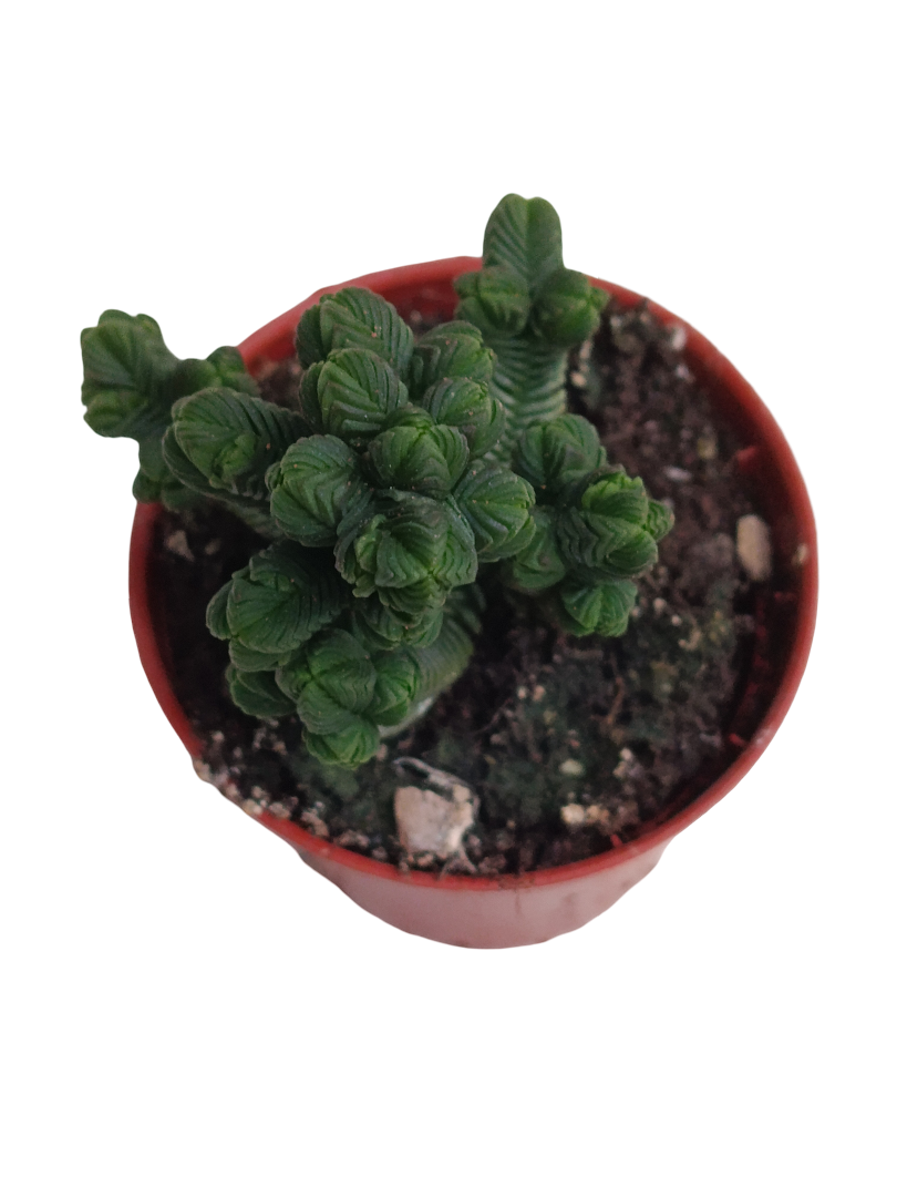 Crassula Piramidalis Ø5 Planta Templo De Buda_0