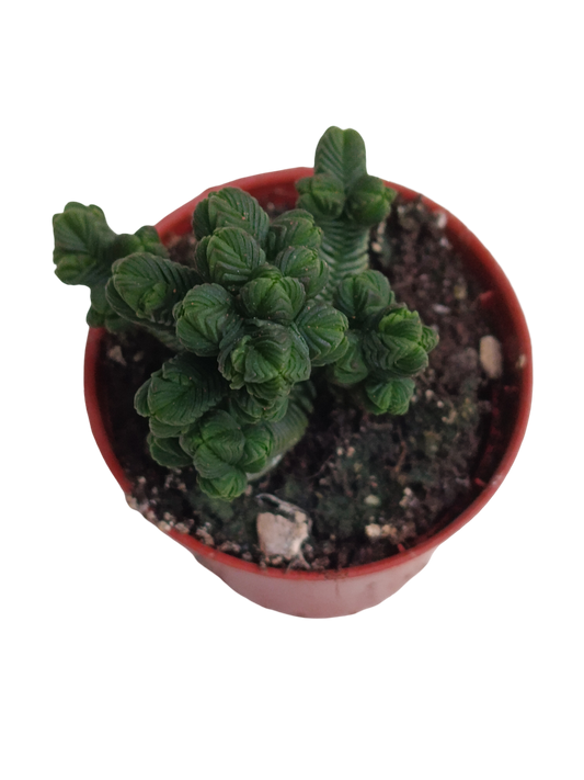 Crassula Piramidalis Ø5 Planta Templo De Buda_0