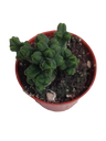 Crassula Piramidalis Ø5 Planta Templo De Buda
