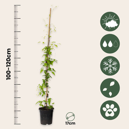 Clemátide - 2 Pzs - Clemátide 'hagley Hybrid' - Altura 100-120cm - ⌀17cm_2