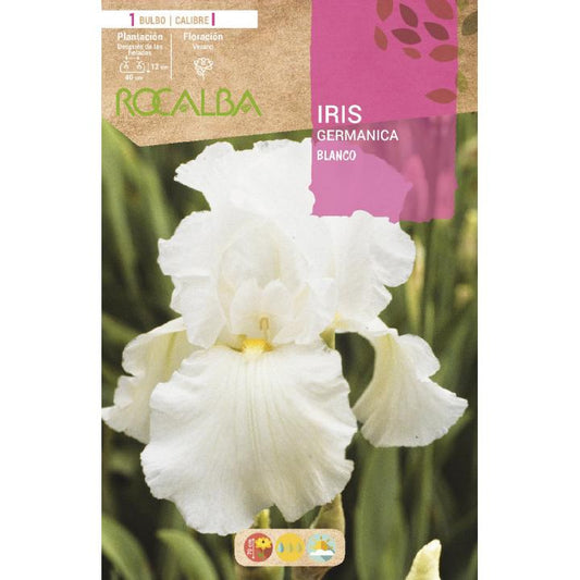 Bulbo Iris Germanica branco 1 unidade (1)