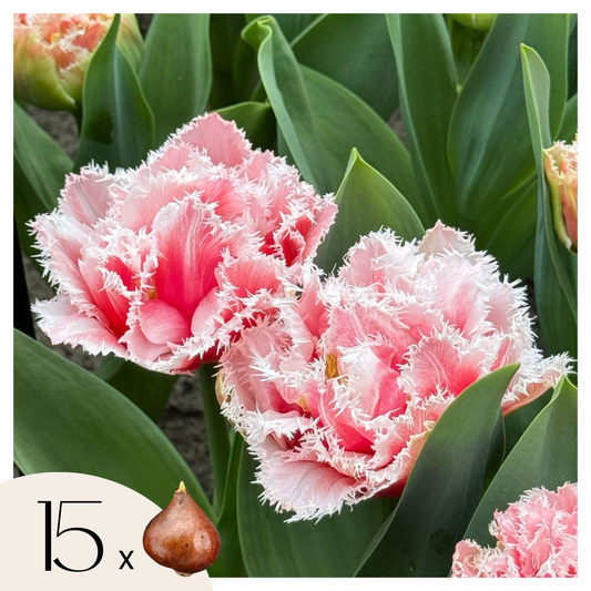 Bulbos De Tulipán - 15 Pzs - Tulipa 'queensland' - Bulbos De Flores - Rosa_0