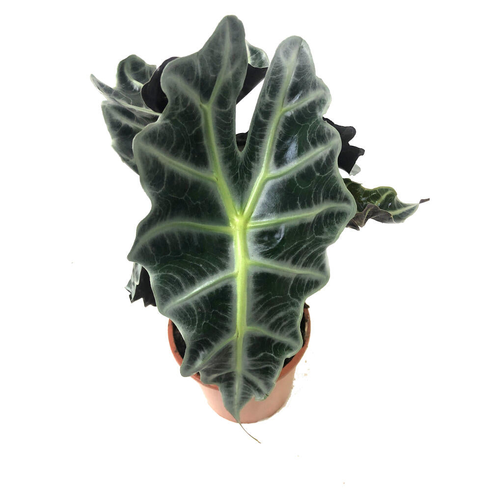 Alocasia Polly M12_1