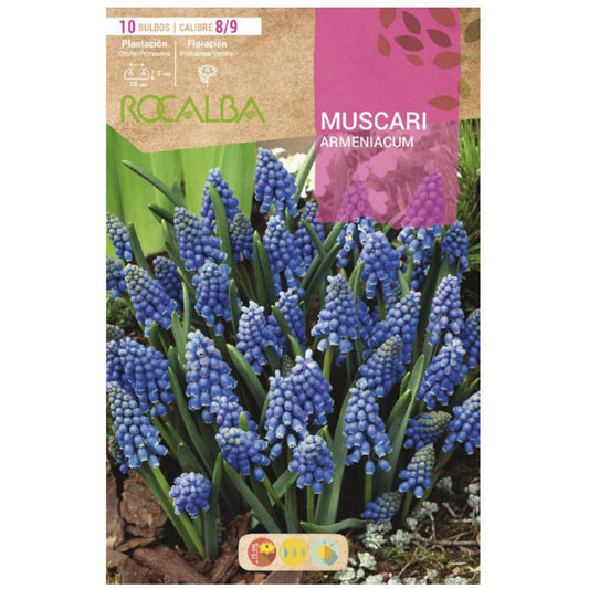 Muscaris Armeniacum Bulbo 10 unidades Rocalba