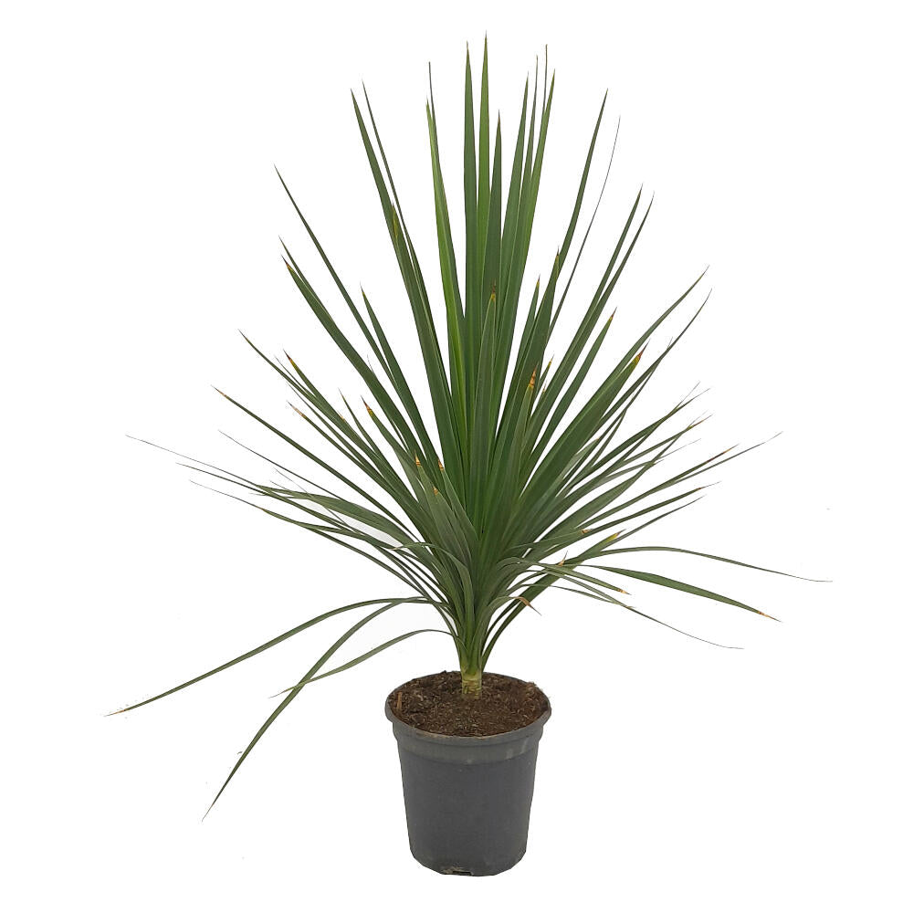 Cordyline Peko M20 80cm_0