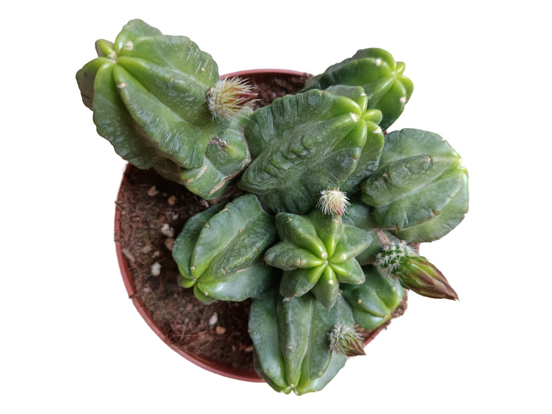 Echinocereus Viereckii Morricalli Cactus Planta Suculenta Ø13_0