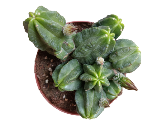 Echinocereus Viereckii Morricalli Cactus Planta Suculenta Ø13_0