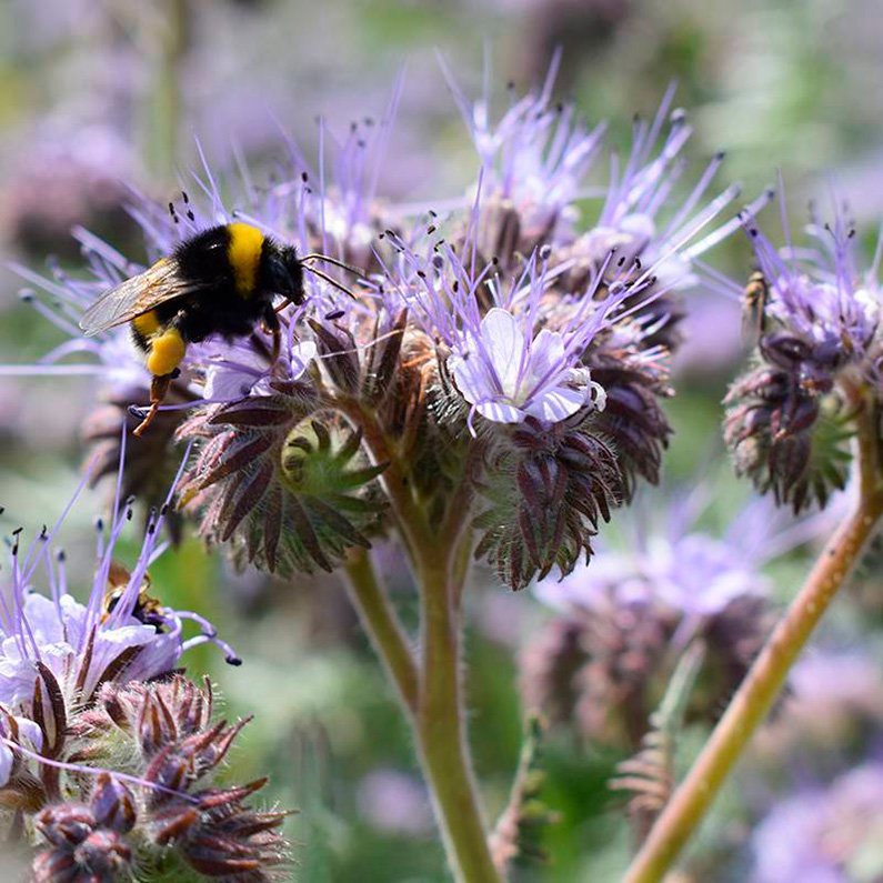 Semillas Facélia Ecológicas_0