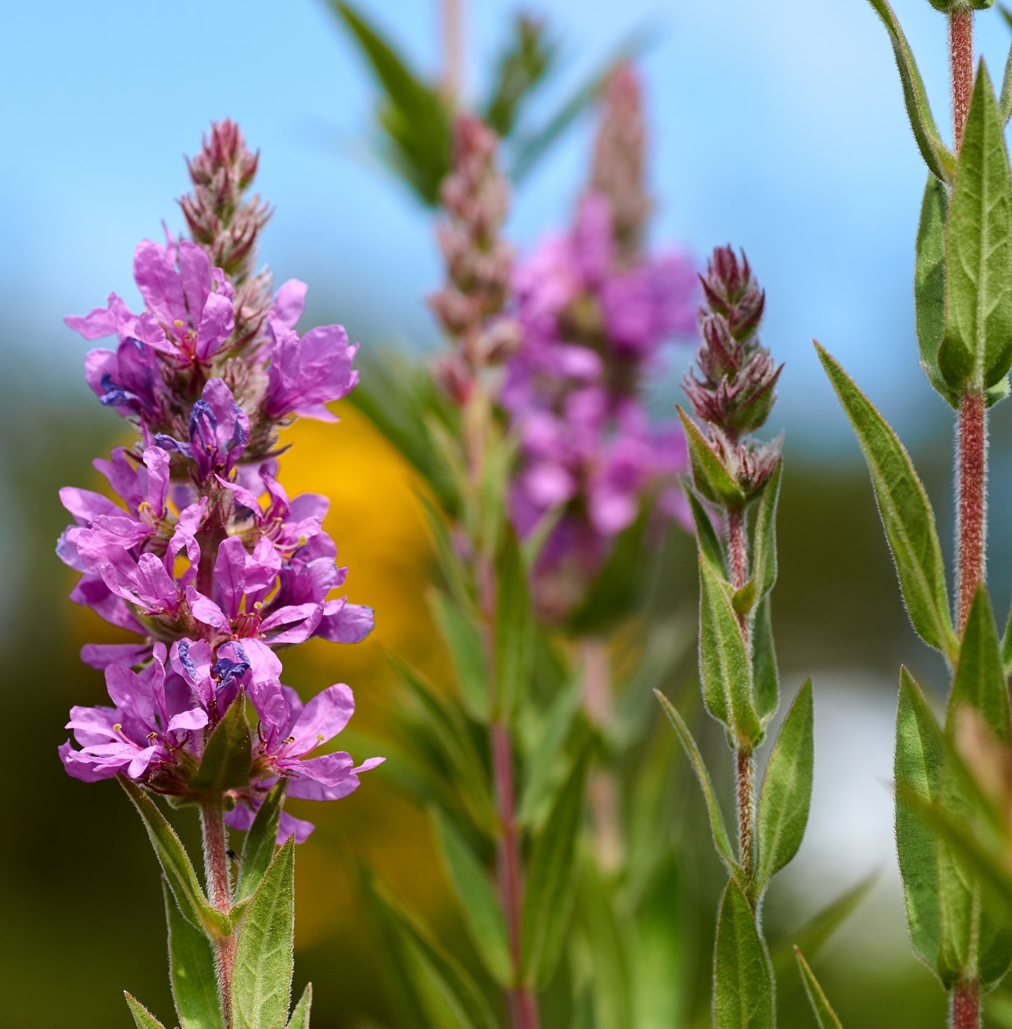 Salicaria Planta Ribera Estanque - Floración Morada - Resistente - 9 Uds_1