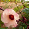 Sementes De Hibisco Orgânicas