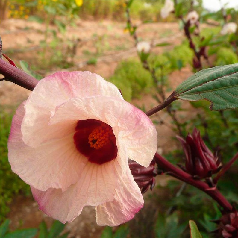 Semillas Hibiscus Ecológicas
