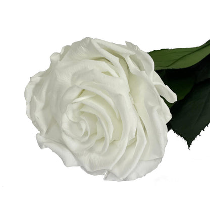 Mundo Eterno Rosa Preservada Blanca 35cm_0