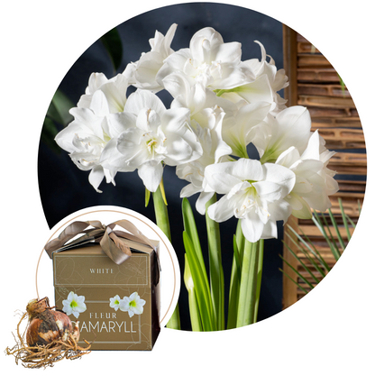 Amarilis Envoltorio De Regalo - Hippeastrum 'gift Box' - Bulbos De Flores_0