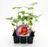 Pack Plantões De Morango Silvestre 6 Un. Natural - Fitoralia