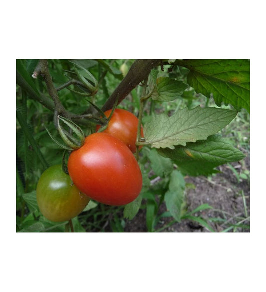 Plantón Tomate De Pera Roma Vf (10 Unidades)_0