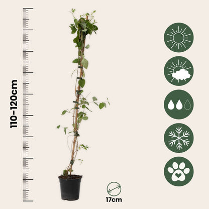 Madreselva - 2 Pzs - Lonicera 'american Beauty' - Altura 110-120cm - ⌀17cm_2