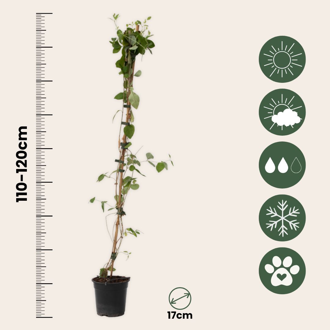 Madreselva - Lonicera X Heckrotti 'american Beauty' - Altura 110-120cm - ⌀17cm_2