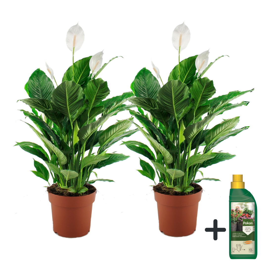 Lirio De Paz Espatifilo - 2 Pzs - Spathiphyllum 'lima' - Altura 60-75cm - ⌀17cm_0